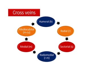 Humeral (h)
Radial (r)
Sectorial (s)
Radiomedial
(r-m)
Medial (m)
Mediocubital
(m-cu)
Cross veins
 