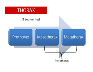 THORAX
Prothorax Mesothorax Metathorax
Pterothorax
3 Segmented
 