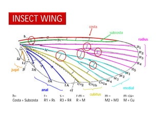 INSECT WING
costa
subcosta
radius
medial
cubitus
anal
jugal
h=
Costa + Subcosta
r=
R1 + Rs
s =
R3 + R4
r-m =
R + M
m =
M2 + M3
m -cu=
M + Cu
 