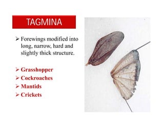TAGMINA
 Forewings modified into
long, narrow, hard and
slightly thick structure.
 Grasshopper
 Cockroaches
 Mantids
 Crickets
 
