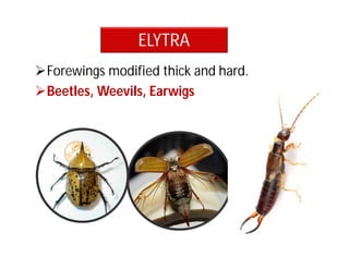 ELYTRA
Forewings modified thick and hard.
Beetles, Weevils, Earwigs
 