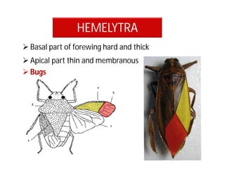 HEMELYTRA
 Basal part of forewing hard and thick
 Apical part thin and membranous
 Bugs
 