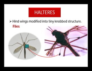 HALTERES
Hind wings modified into tiny knobbed structure.
Flies
 