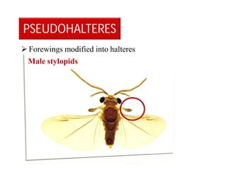 PSEUDOHALTERES
 Forewings modified into halteres
Male stylopids
 