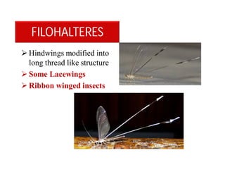FILOHALTERES
 Hindwings modified into
long thread like structure
 Some Lacewings
 Ribbon winged insects
 