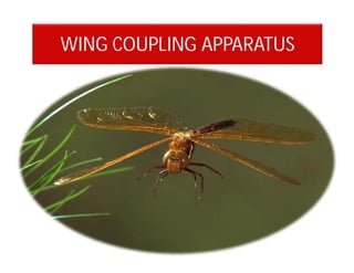 WING COUPLING APPARATUS
 