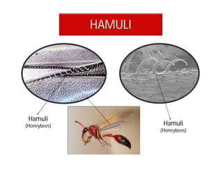 HAMULI
Hamuli
(Honeybees)
Hamuli
(Honeybees)
 