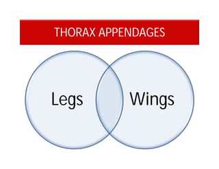 THORAX APPENDAGES
Legs Wings
 