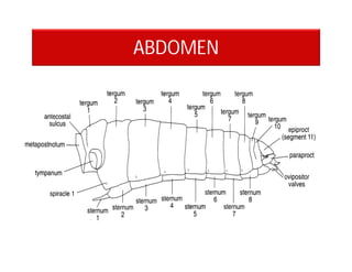 ABDOMEN
 