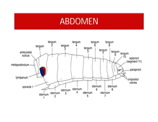 ABDOMEN
 