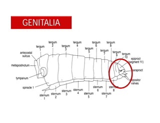 GENITALIA
 