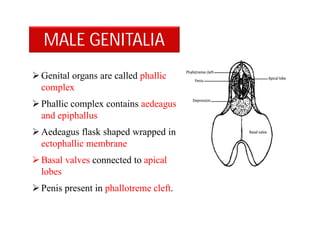 MALE GENITALIA
Genital organs are called phallic
complex
Phallic complex contains aedeagus
and epiphallus
Aedeagus flask shaped wrapped in
ectophallic membrane
Basal valves connected to apical
lobes
Penis present in phallotreme cleft.
 