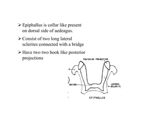 Epiphallus is collar like present
on dorsal side of aedeagus.
Consist of two long lateral
sclerites connected with a bridge
Have two two hook like posterior
projections
 