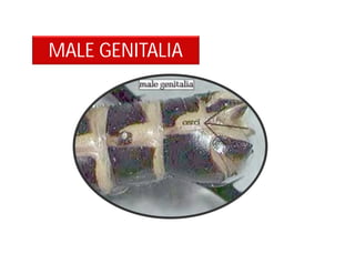 MALE GENITALIA
 