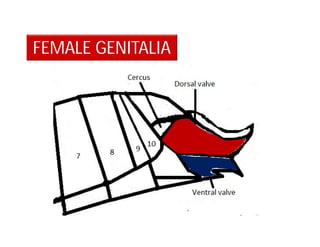 FEMALE GENITALIA
 
