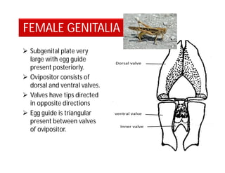  Subgenital plate very
large with egg guide
present posteriorly.
 Ovipositor consists of
dorsal and ventral valves.
 Valves have tips directed
in opposite directions
 Egg guide is triangular
present between valves
of ovipositor.
FEMALE GENITALIA
 