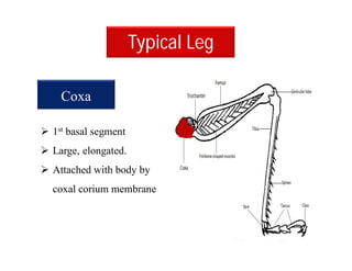 Typical Leg
 1st basal segment
 Large, elongated.
 Attached with body by
coxal corium membrane
Coxa
 