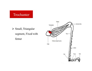  Small, Triangular
segment, Fixed with
femur
Trochanter
 