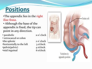 Positions
•The appendix lies in the right
iliac fossa.
• Although the base of the
appendix is fixed, the tip can
point in any direction.
• parabolic                 11 o’ clock
• retrocaecal or colon
•the splenic                2 o’ clock
•horizontally to the left   3 o’clock
•pelvis(pelvic)             4 o’clock
•mid inguinal               6 o’clock
 