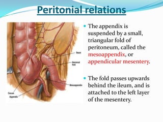Appendicectomy | PPTX