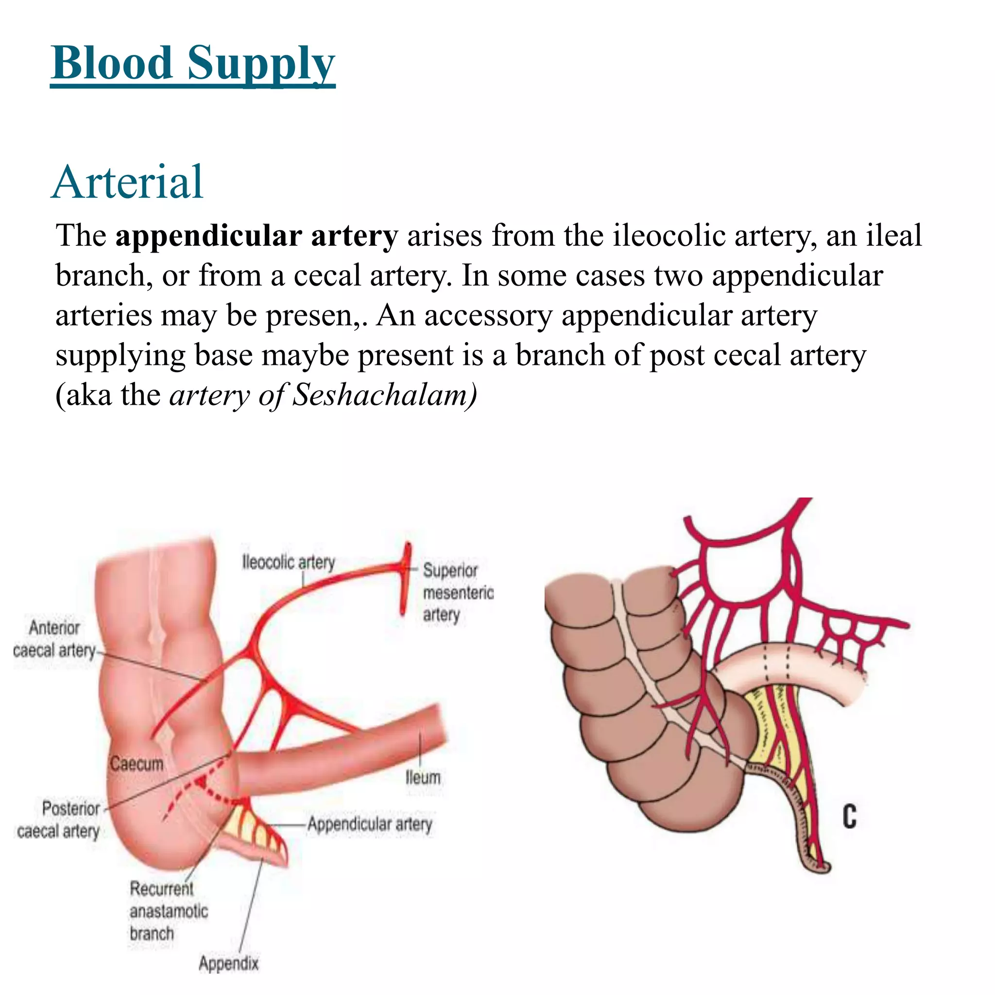 Blood Supply
Arterial
The appendicular artery arises from the ileocolic artery, an ileal
branch, or from a cecal artery. In some cases two appendicular
arteries may be presen,. An accessory appendicular artery
supplying base maybe present is a branch of post cecal artery
(aka the artery of Seshachalam)
 