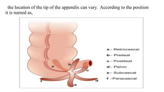 the location of the tip of the appendix can vary. According to the position
it is named as,
 