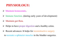 PHYSIOLOGY:
 Maintain homeostatic.
 Immune function. (during early years of development)
 Maintain gut flora.
 Helps to have proper digestion and a healthy colon.
 Recent advances: It helps for reconstructive surgery
to recreate a sphincter muscles in the bladder surgeries.
 