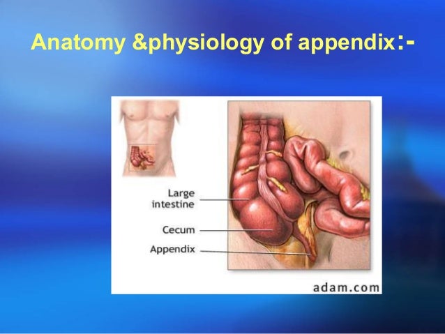 PPT On Appendicitis By Mr ASHOK BISHNOI