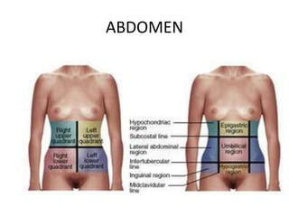 ABDOMEN

 