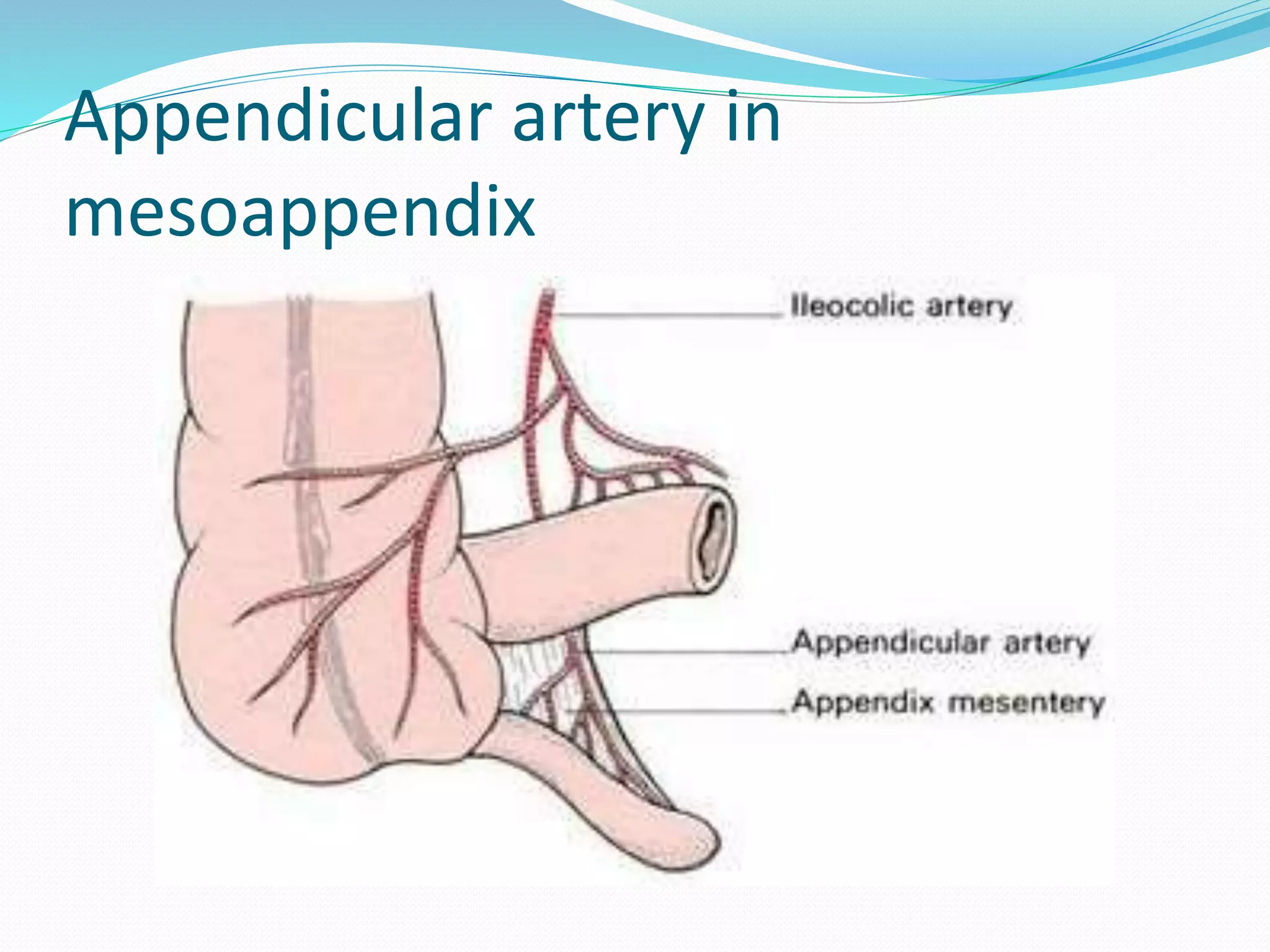 Appendicitis PPT By Dr Anil Kumar, Assist Professor,Gen Surgery, AIIMS ...