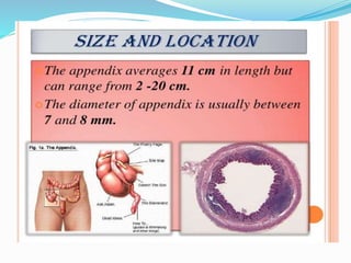 Appendicitis PPT By Dr Anil Kumar,Assist Prof( Gen Surgery) AIIMS ...