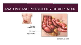 Comprehensive Overview of Acute Appendicitis: Anatomy, Pathology ...