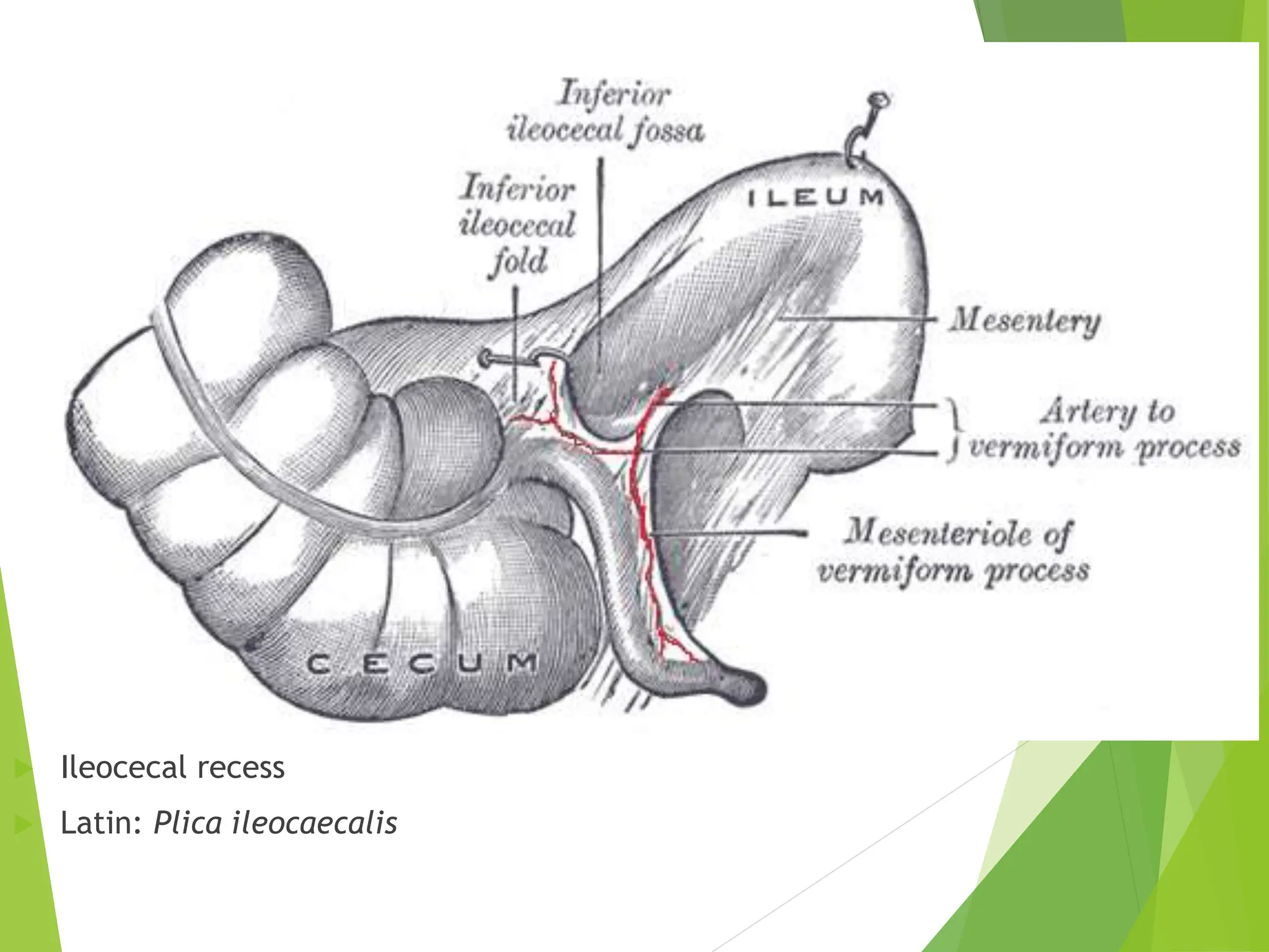 full APPENDICITIS lecture-ANDREW NJAMBA .pptx