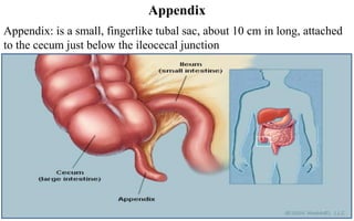 Appendix
Appendix: is a small, fingerlike tubal sac, about 10 cm in long, attached
to the cecum just below the ileocecal junction
3
 