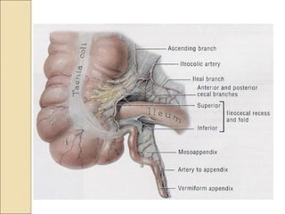 APPENDICITIS clinical sign symptoms and Management.ppt