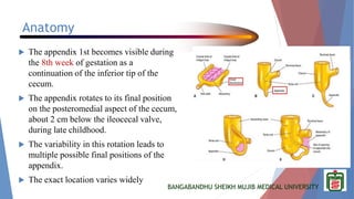 BANGABANDHU SHEIKH MUJIB MEDICAL UNIVERSITY
Anatomy
 The appendix 1st becomes visible during
the 8th week of gestation as a
continuation of the inferior tip of the
cecum.
 The appendix rotates to its final position
on the posteromedial aspect of the cecum,
about 2 cm below the ileocecal valve,
during late childhood.
 The variability in this rotation leads to
multiple possible final positions of the
appendix.
 The exact location varies widely
 