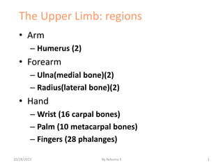 The Upper Limb: regions
• Arm
– Humerus (2)
• Forearm
– Ulna(medial bone)(2)
– Radius(lateral bone)(2)
• Hand
– Wrist (16 carpal bones)
– Palm (10 metacarpal bones)
– Fingers (28 phalanges)
1
10/28/2023 By Rebuma S
 