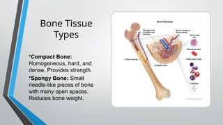 Homogeneous Compact Bone Appendicular and Axial Skeleton - Anatomy.pptx