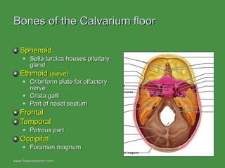 Bones of the Calvarium floor Sphenoid Sella turcica houses pituitary gland Ethmoid  (sieve)  Cribriform plate for olfactory nerve Crista galli Part of nasal septum Frontal Temporal Petrous part Occipital Foramen magnum www.freelivedoctor.com  