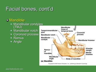 Facial bones, cont’d Mandible Mandibular condyles (TMJ) Mandibular notch Coronoid process Ramus Angle www.freelivedoctor.com  
