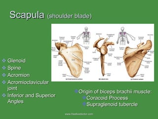 Scapula  (shoulder blade) Glenoid Spine Acromion Acromioclavicular joint Inferior and Superior Angles Origin of biceps brachii muscle: Coracoid Process Supraglenoid tubercle www.freelivedoctor.com 