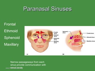 Paranasal Sinuses Frontal Ethmoid Sphenoid Maxillary Narrow passageways from each sinus provide communication with nasal cavity www.freelivedoctor.com  