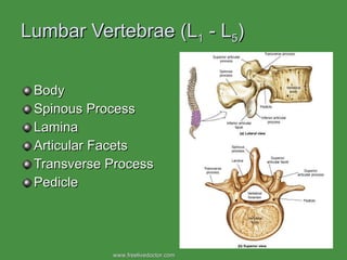 Lumbar Vertebrae (L 1  - L 5 ) Body Spinous Process Lamina Articular Facets Transverse Process Pedicle www.freelivedoctor.com  