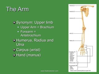 The Arm Synonym: Upper limb Upper Arm = Brachium Forearm = Antebrachium Humerus, Radius and Ulna Carpus (wrist) Hand (manus) www.freelivedoctor.com 