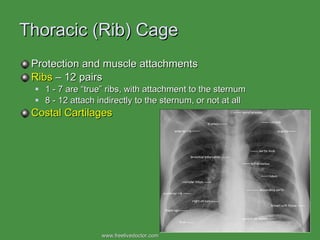 Thoracic (Rib) Cage Protection and muscle attachments Ribs  – 12 pairs 1 - 7 are “true” ribs, with attachment to the sternum 8 - 12 attach indirectly to the sternum, or not at all Costal Cartilages www.freelivedoctor.com  