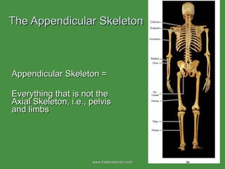 The Appendicular Skeleton  Appendicular Skeleton = Everything that is not the Axial Skeleton, i.e., pelvis and limbs www.freelivedoctor.com 