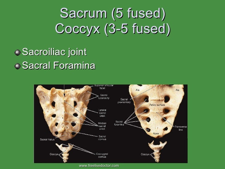 Appendicular&Axial Skeleton