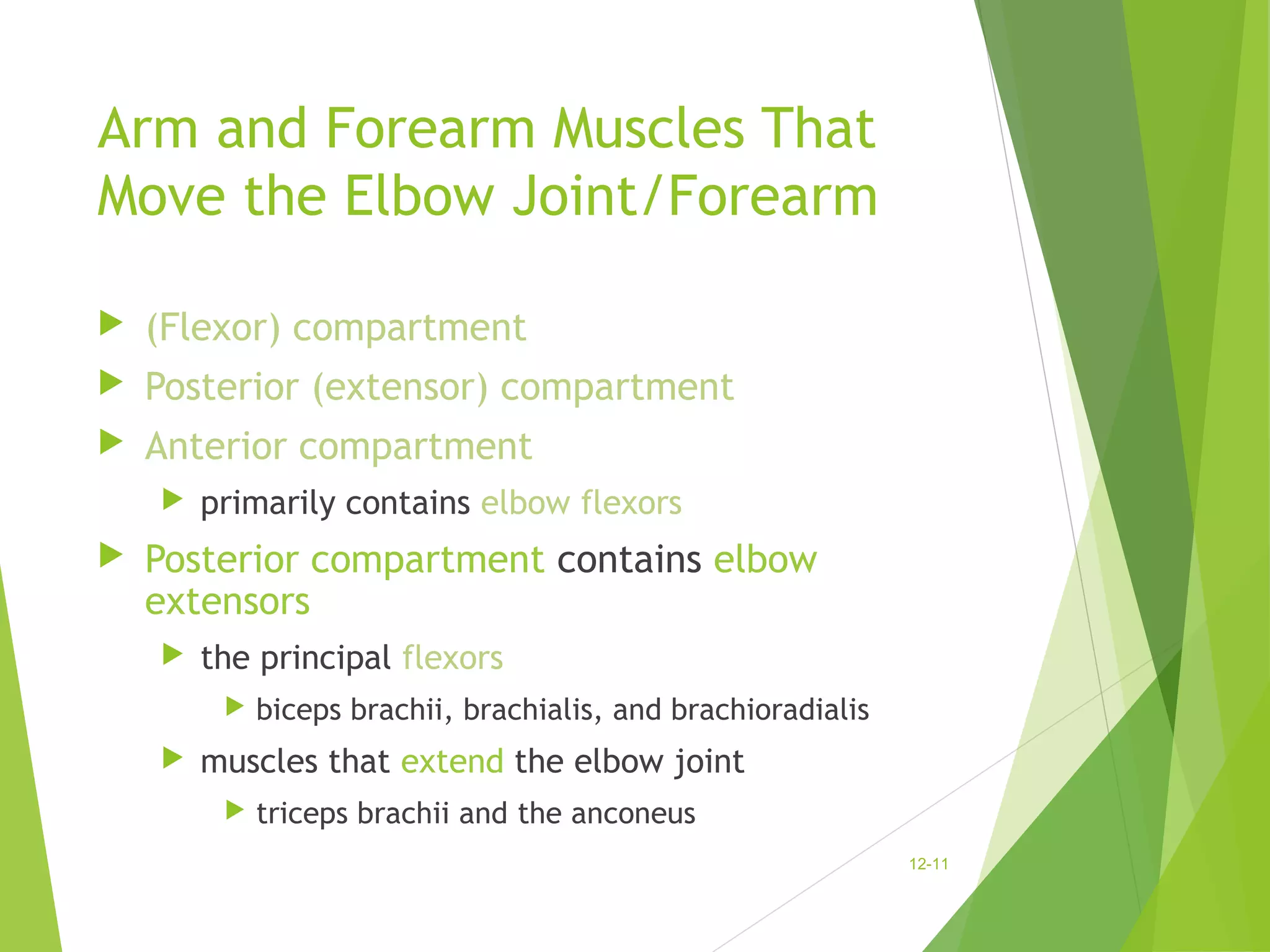 Arm and Forearm Muscles That 
Move the Elbow Joint/Forearm 
 (Flexor) compartment 
 Posterior (extensor) compartment 
 Anterior compartment 
 primarily contains elbow flexors 
 Posterior compartment contains elbow 
extensors 
 the principal flexors 
 biceps brachii, brachialis, and brachioradialis 
 muscles that extend the elbow joint 
 triceps brachii and the anconeus 
12-11 
 