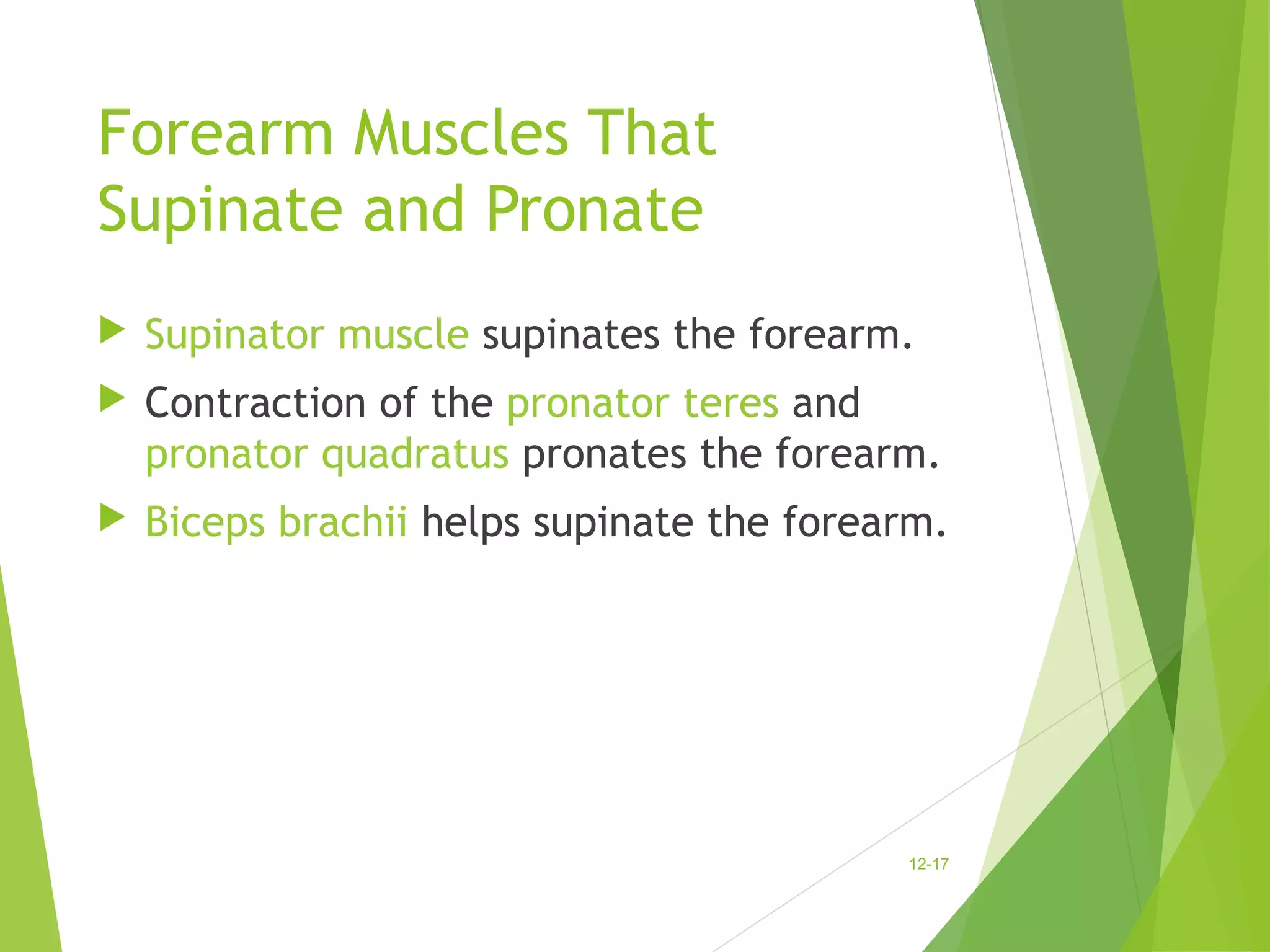 Forearm Muscles That 
Supinate and Pronate 
 Supinator muscle supinates the forearm. 
 Contraction of the pronator teres and 
pronator quadratus pronates the forearm. 
 Biceps brachii helps supinate the forearm. 
12-17 
 