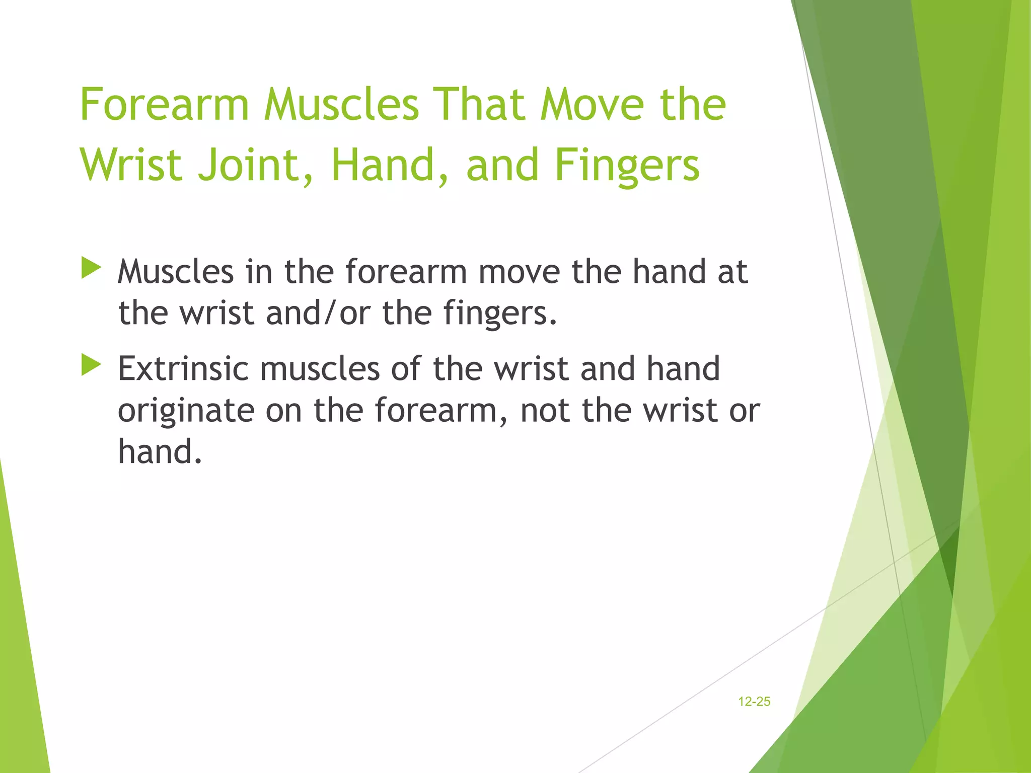 Forearm Muscles That Move the 
Wrist Joint, Hand, and Fingers 
 Muscles in the forearm move the hand at 
the wrist and/or the fingers. 
 Extrinsic muscles of the wrist and hand 
originate on the forearm, not the wrist or 
hand. 
12-25 
 